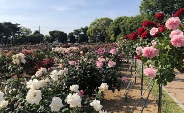 春のばら園祭り